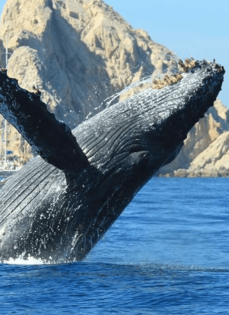 Humpback whale breaching in front of the Land's End rocks