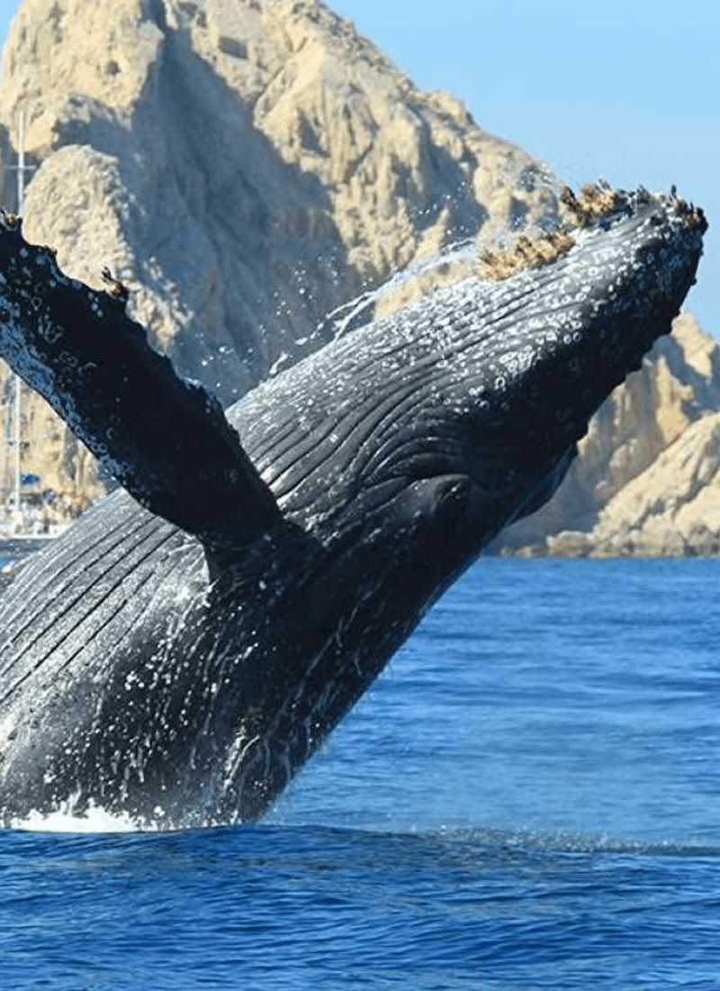 Humpback whale off Cabo San Lucas