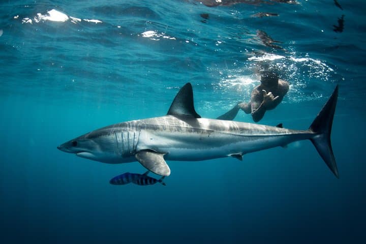 Diving in Cabo San Lucas
