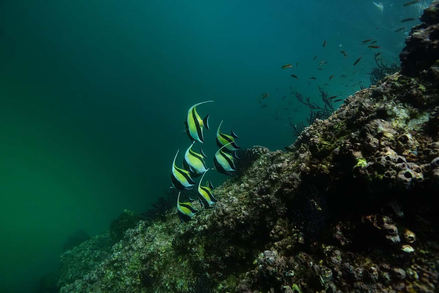 Moorish idol fish at Pelican Rock, Cabo San Lucas