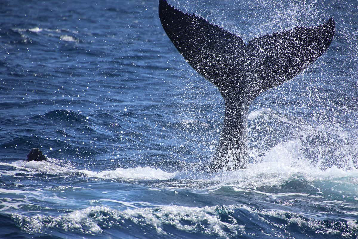 Humpback whale tail lifting out of the sea in a spray of water
