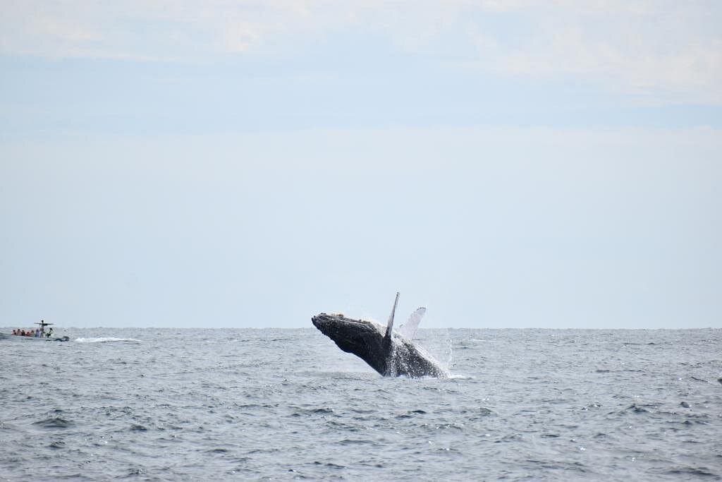 Humpback whale off Cabo San Lucas
