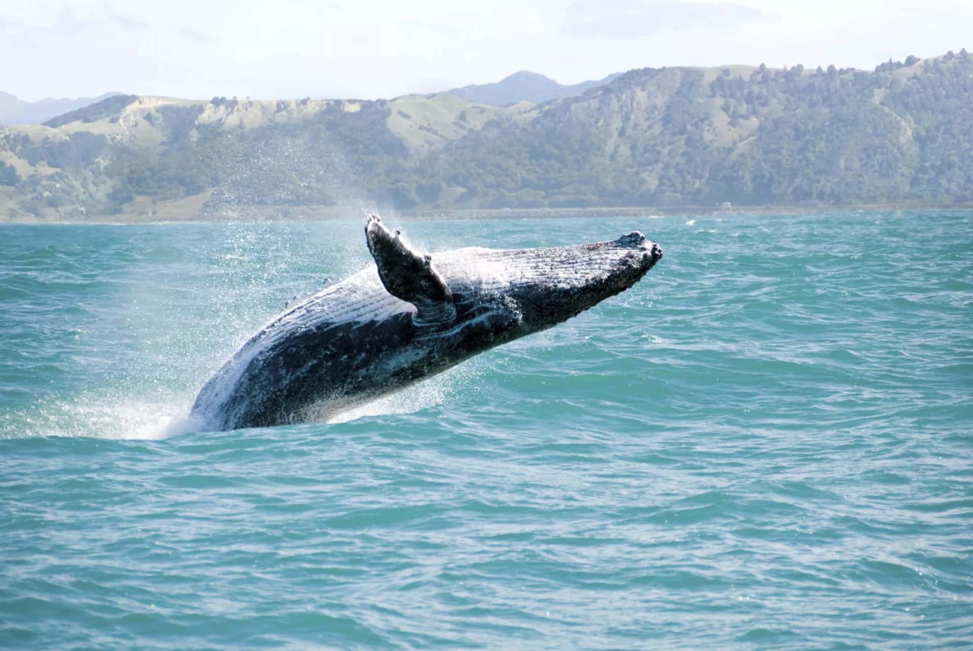 Humpback whale breaching